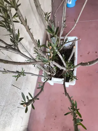 Planta Adelfa en Maceta Blanca