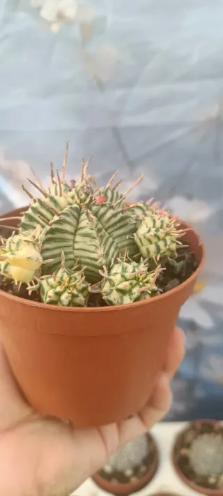 Euphorbia meloformis variegata