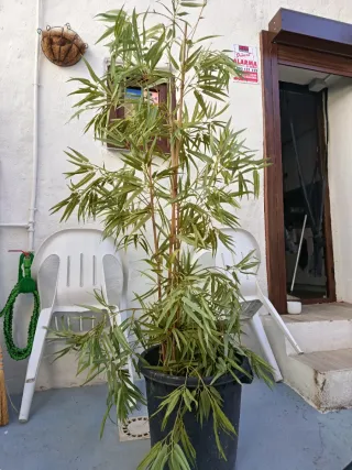 Bambú artificial decorativo interior o exterior