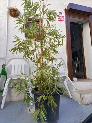 Bambú artificial decorativo interior o exterior