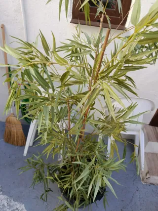 Bambú artificial decorativo interior o exterior