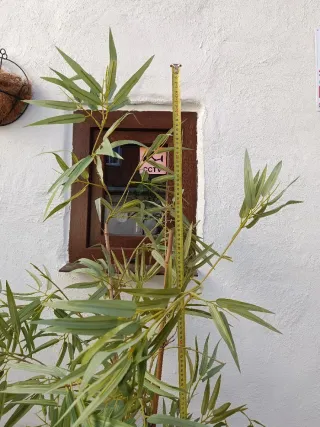 Bambú artificial decorativo interior o exterior