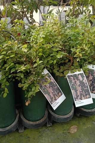 Planta Jaboticaba (Plinia cauliflora)