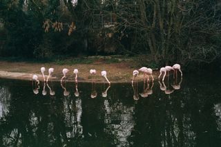 Rollei 35 + Filtro Kenlock 1a