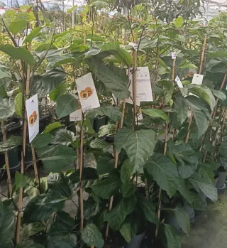 Planta Maracuyá (Passiflora edulis)