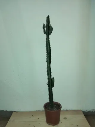 #plantas #Cactus #Euphorbia #Trigona 75cm
