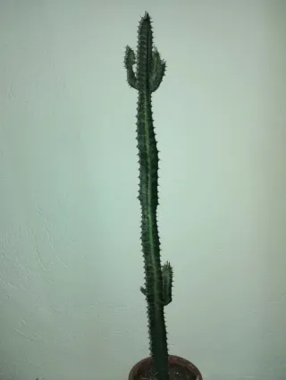 #plantas #Cactus #Euphorbia #Trigona 75cm