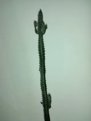 #plantas #Cactus #Euphorbia #Trigona 75cm