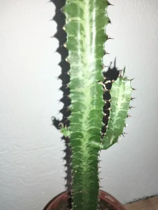 #plantas #Cactus #Euphorbia #Trigona 75cm