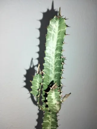 #plantas #Cactus #Euphorbia #Trigona 75cm