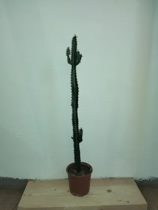 #plantas #Cactus #Euphorbia #Trigona 75cm