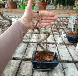 Bonsai Carmona Mini 10-15cm