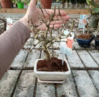 Bonsai Carmona Mini 10-15cm