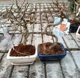 Bonsai Carmona Mini 10-15cm