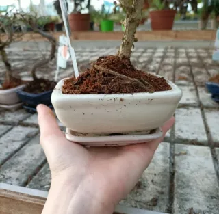 Bonsai Carmona Mini 10-15cm