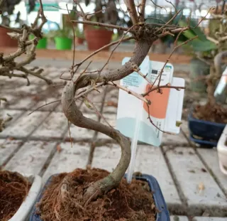 Bonsai Carmona Mini 10-15cm