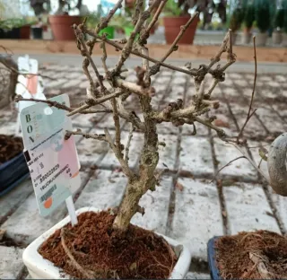 Bonsai Carmona Mini 10-15cm