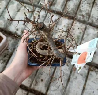 Bonsai Carmona Mini 10-15cm