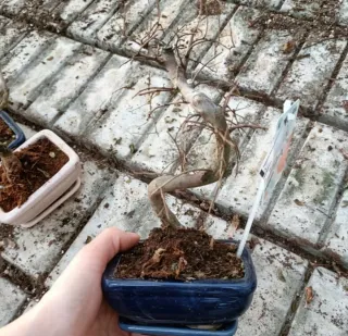 Bonsai Carmona Mini 10-15cm