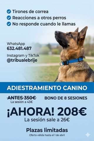 Clases adiestramiento perros