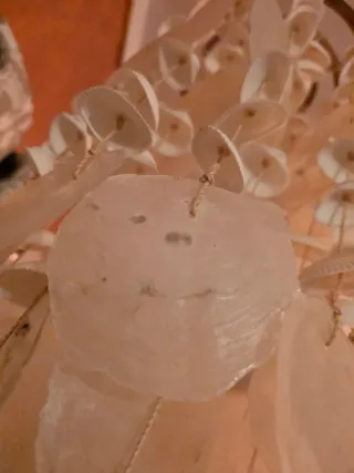 Colgante Decoración Conchas