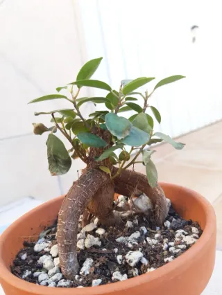Ficus ginseng maceta de terracota. En mano.
