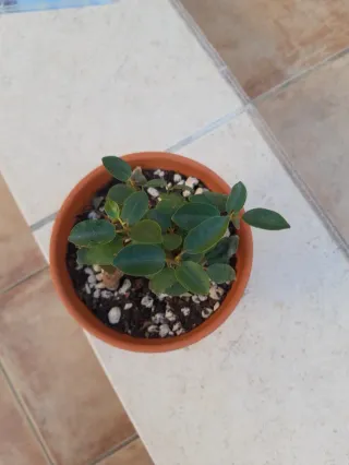 Ficus ginseng maceta de terracota. En mano.
