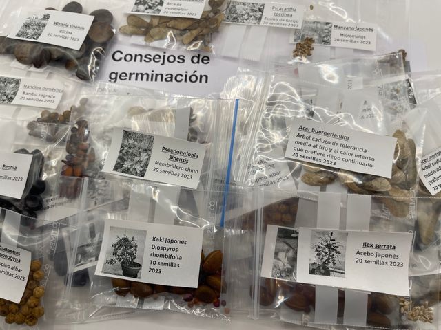 Acer Buergerianum o Arce Tridente Japonés