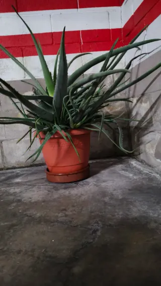 Planta Aloe Vera Grande en Maceta