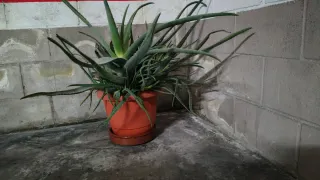 Planta Aloe Vera Grande en Maceta