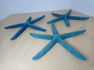 Estrellas de Mar Decorativas Turquesa