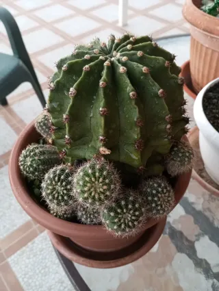 Cactus con hijuelos