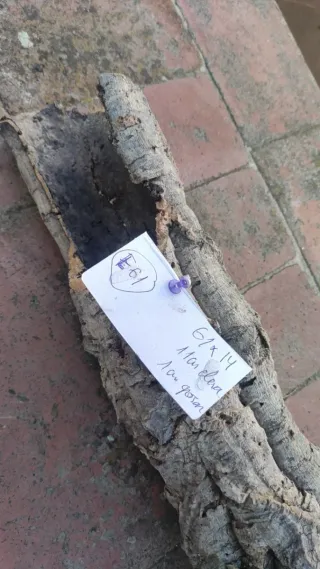 Cueva terrario escondite tronco