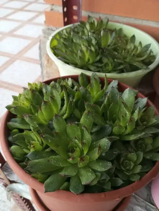 Plantas suculentas Sempervivum