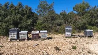 25 Colmenas Dadant C. Valenciana