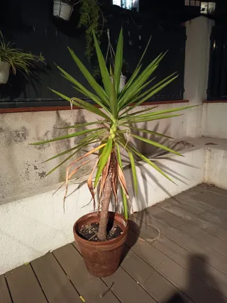 Planta Yuca