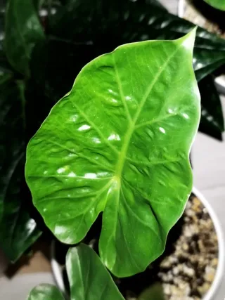Alocasia Odora, Oreja de Elefante, Marquesa