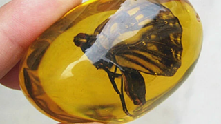 Mariposa ámbar Báltico Fosilizada