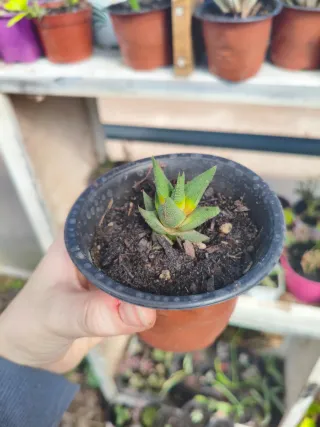 Suculenta Haworthiopsis