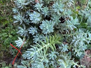 Piante grasse succulente Borracina di Nizza