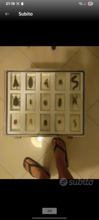 Set Insetti RBA National geographic in resina