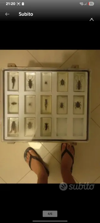 Set Insetti RBA National geographic in resina