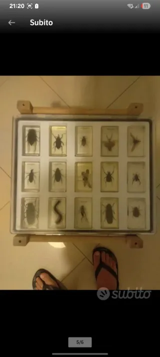 Set Insetti RBA National geographic in resina