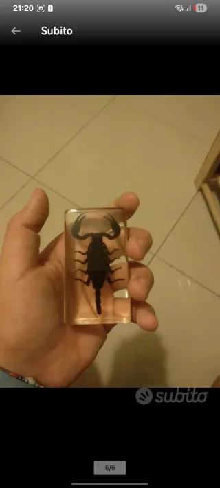 Set Insetti RBA National geographic in resina