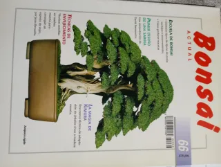Revistas bonsai actual
