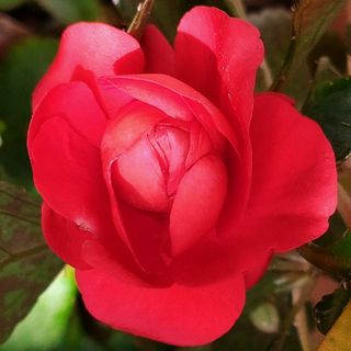 2 Impatiens Flor Doble Roja