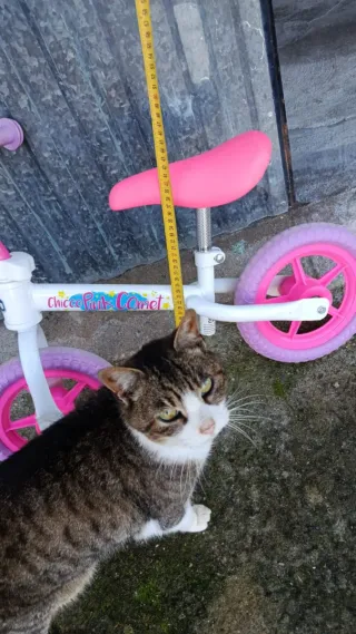 Bicicleta de equilibrio Chicco Pink Comet