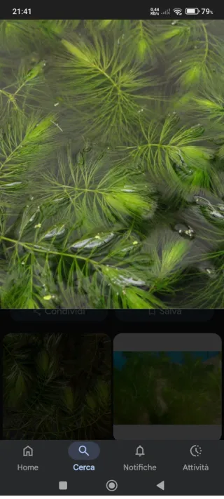 Ceratophyllum pianta acquatica