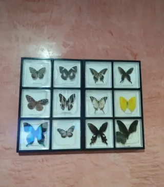 Cuadros Mariposas reales