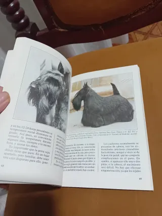 El scottish terrier